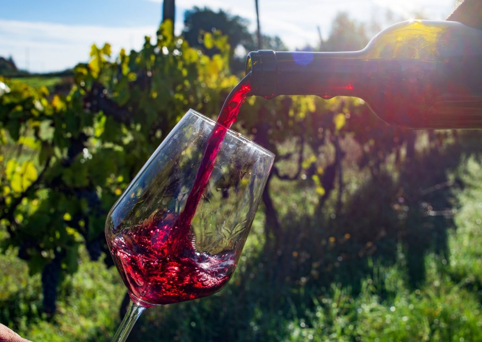 10 Best Italian Red Wines - Italian wine types | Italy Best - Wine World - Wine & Spirits