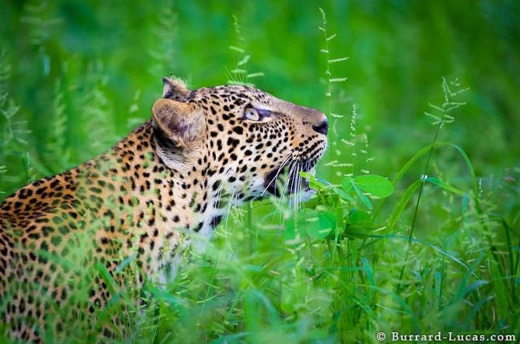 20 Amazing Photos from the Wild Life | Skylum Blog - Wild N Out Tickets New York