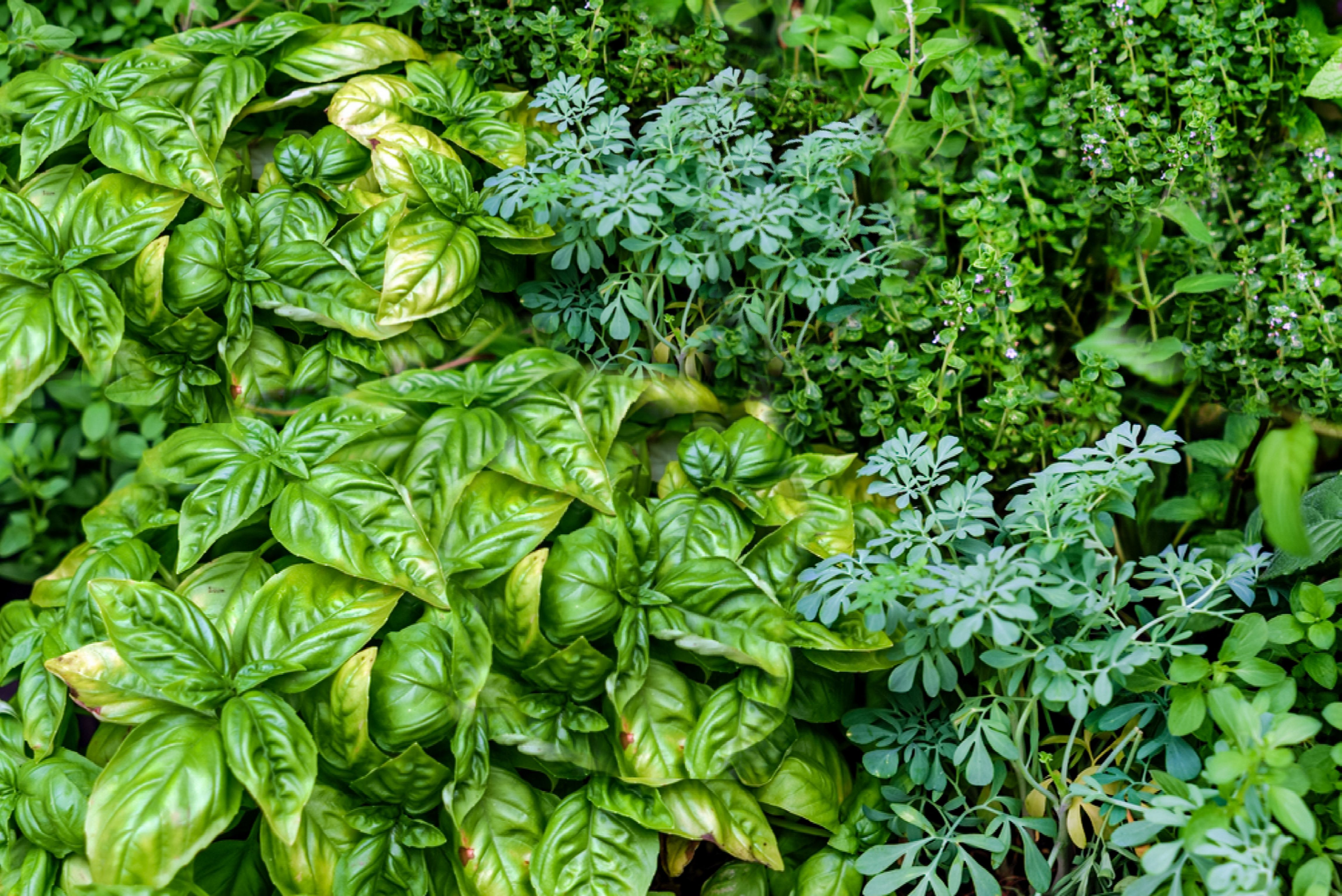5 Best Perennial Herbs for Your Home Garden - Herbs For The Service Of Man