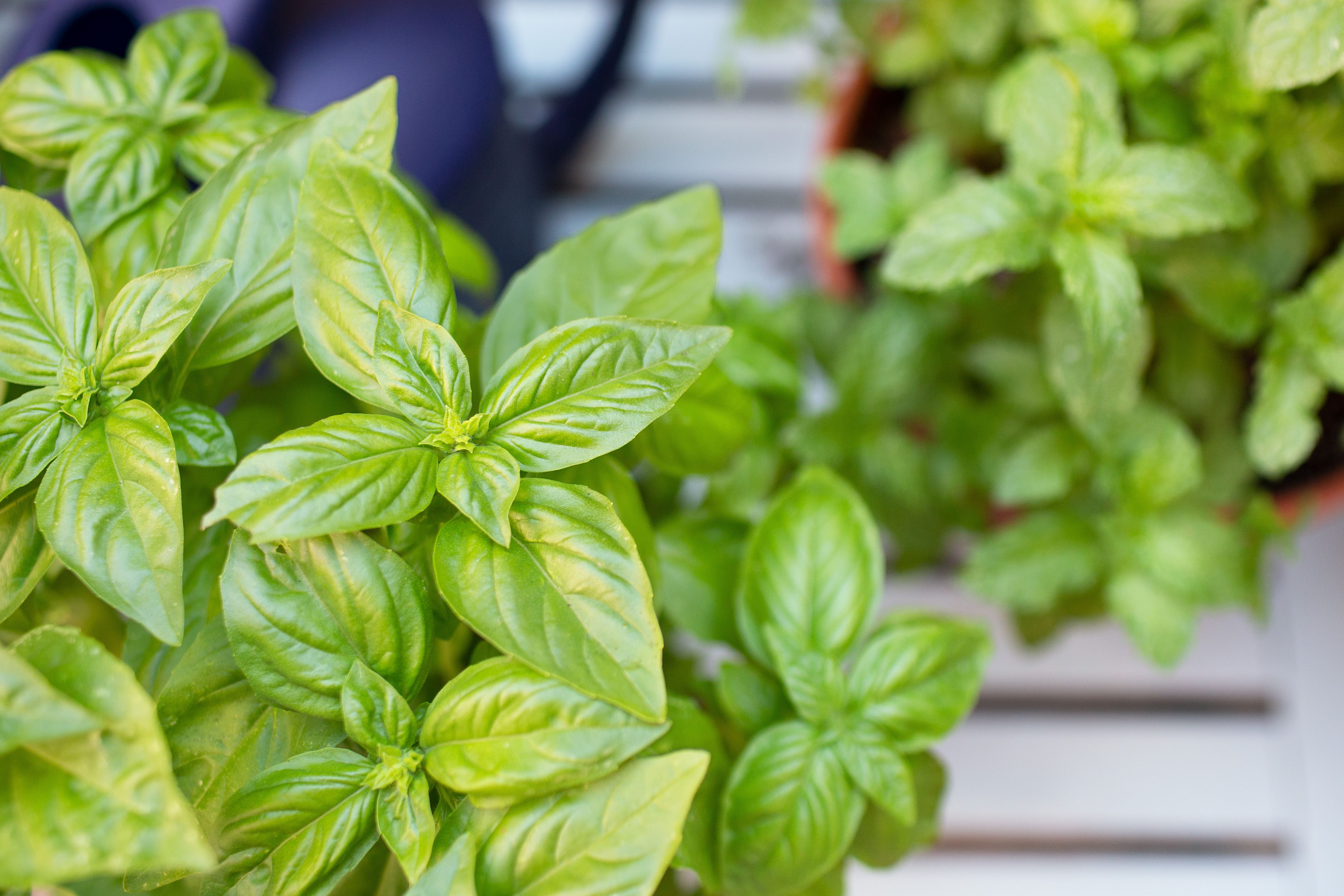 5 Herbs to Plant in Early Spring - Herbs For The Service Of Man