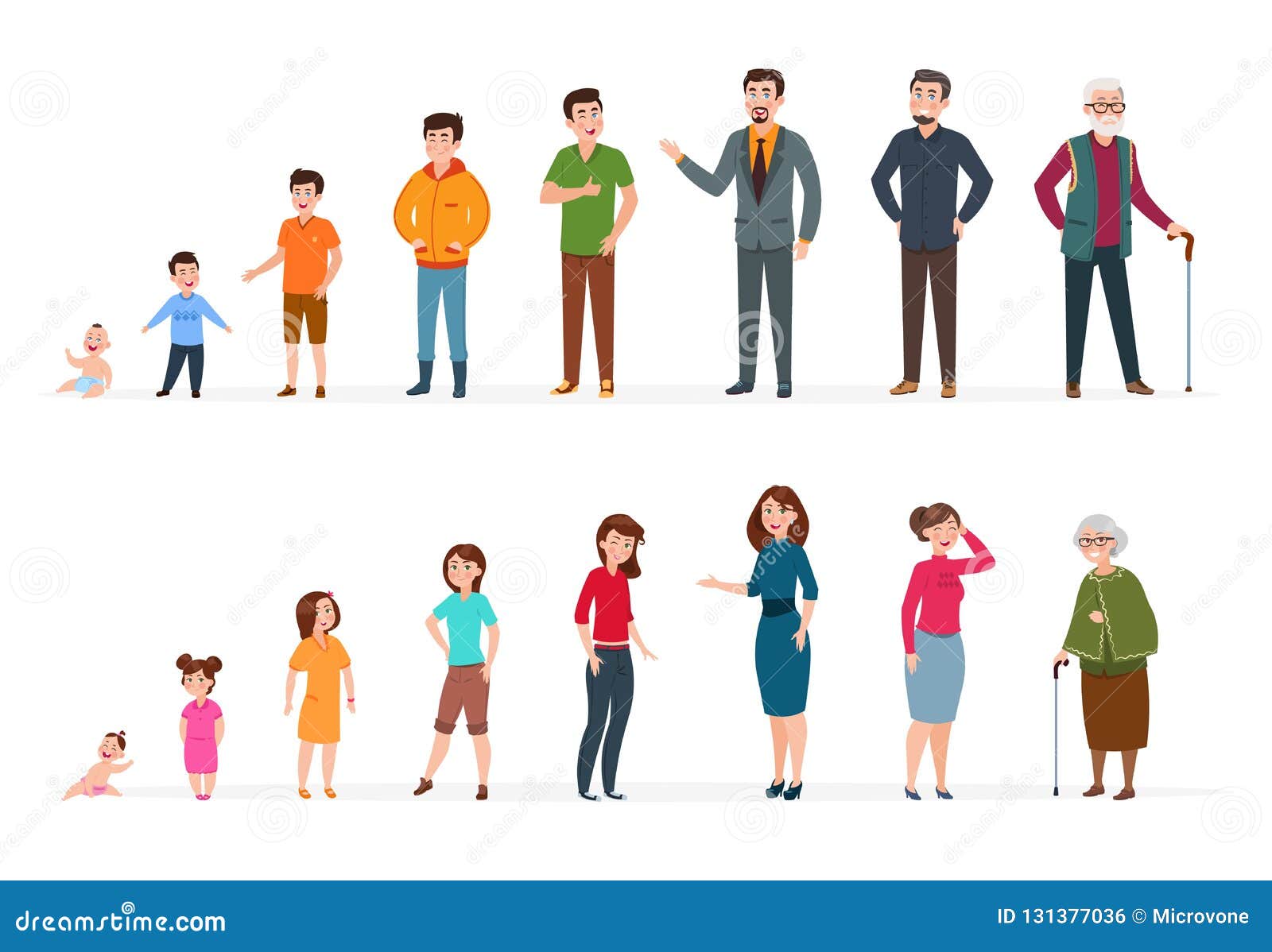 Adult And Baby Tooth Dental Anatomy Vector | CartoonDealer.com #65407576 - Age Of Coins Daily Free Spins