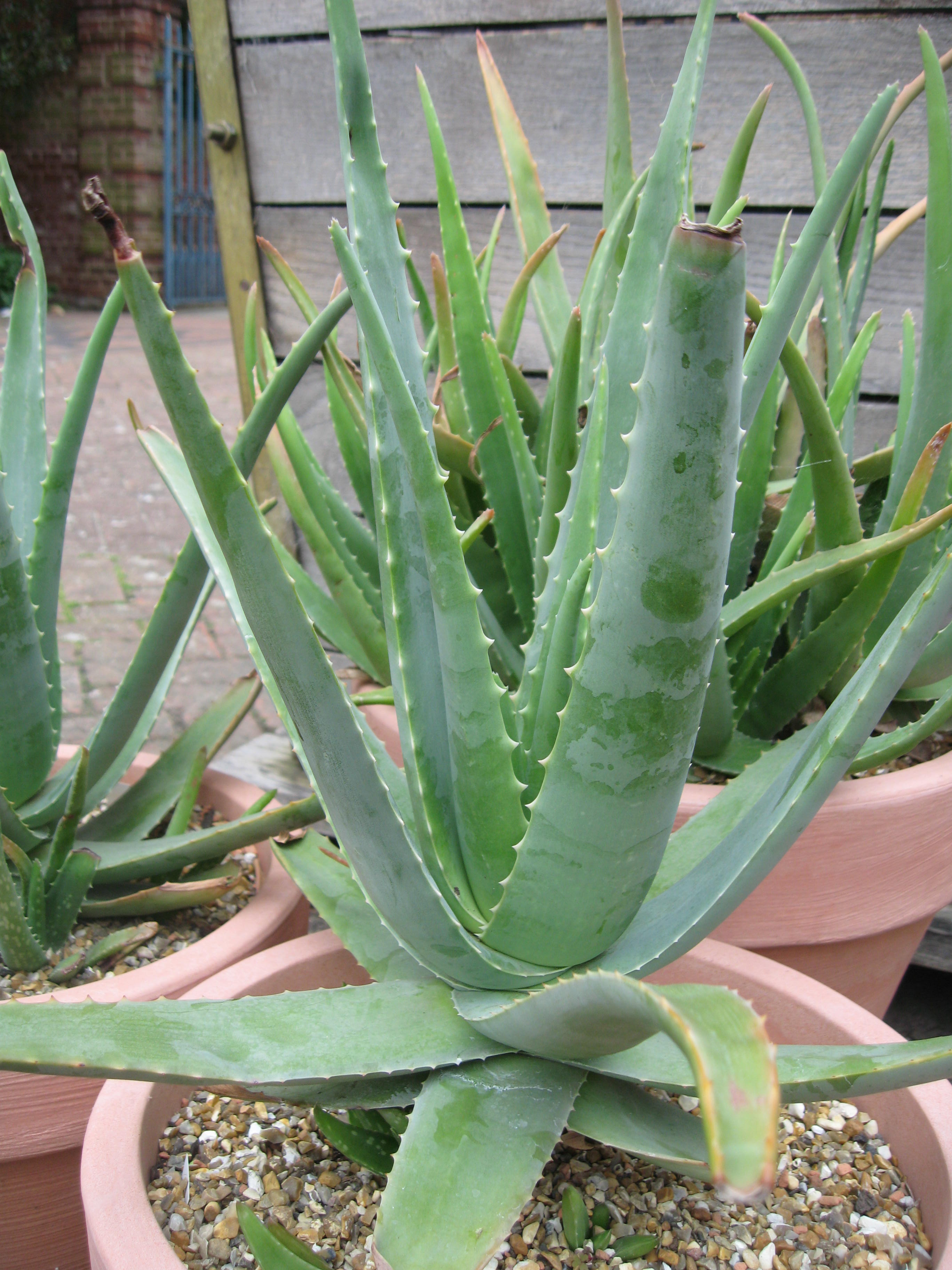 Aloe Vera Is Burning My Skin