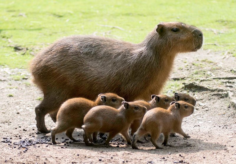 How Old Is Capri? Internet’s Cutest Mystery Age Revealed