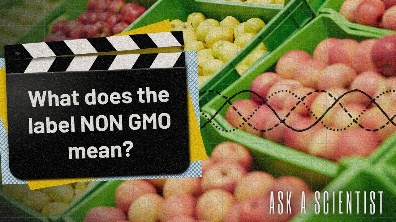 ASK A SCIENTIST...What does the label NON GMO mean? - YouTube - Does Non Gmo Mean Gluten Free