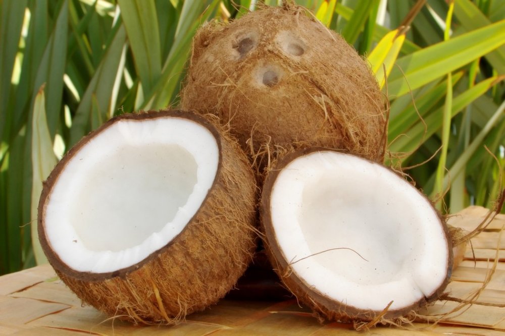 Astounding Health Benefits Of Eating Coconut - Telehealth Dave - Coconut Oil On Dog Paw Pads
