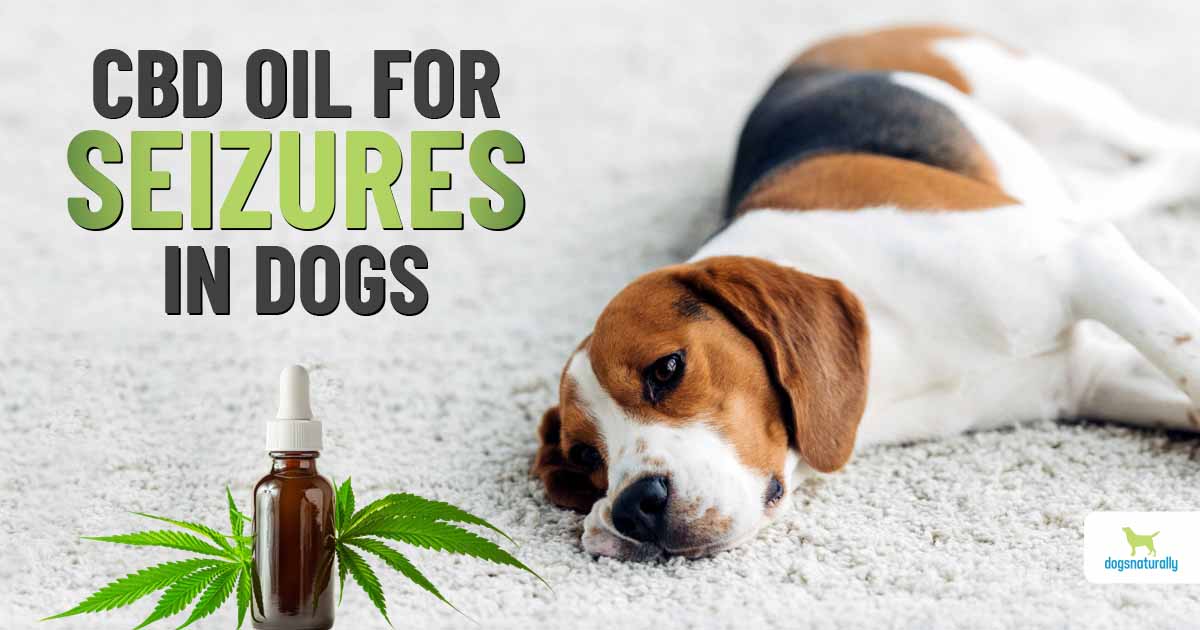 Cbd Oil For Seizures In Dogs