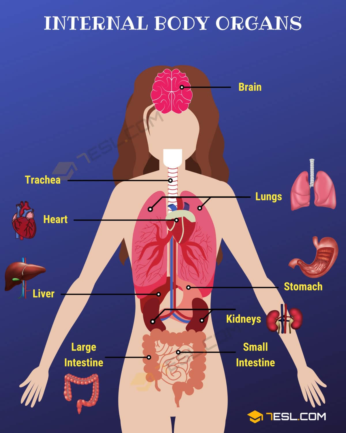 Body Parts: Parts Of The Body in English with Pictures • 7ESL - Internal Rbc Near End Of Life