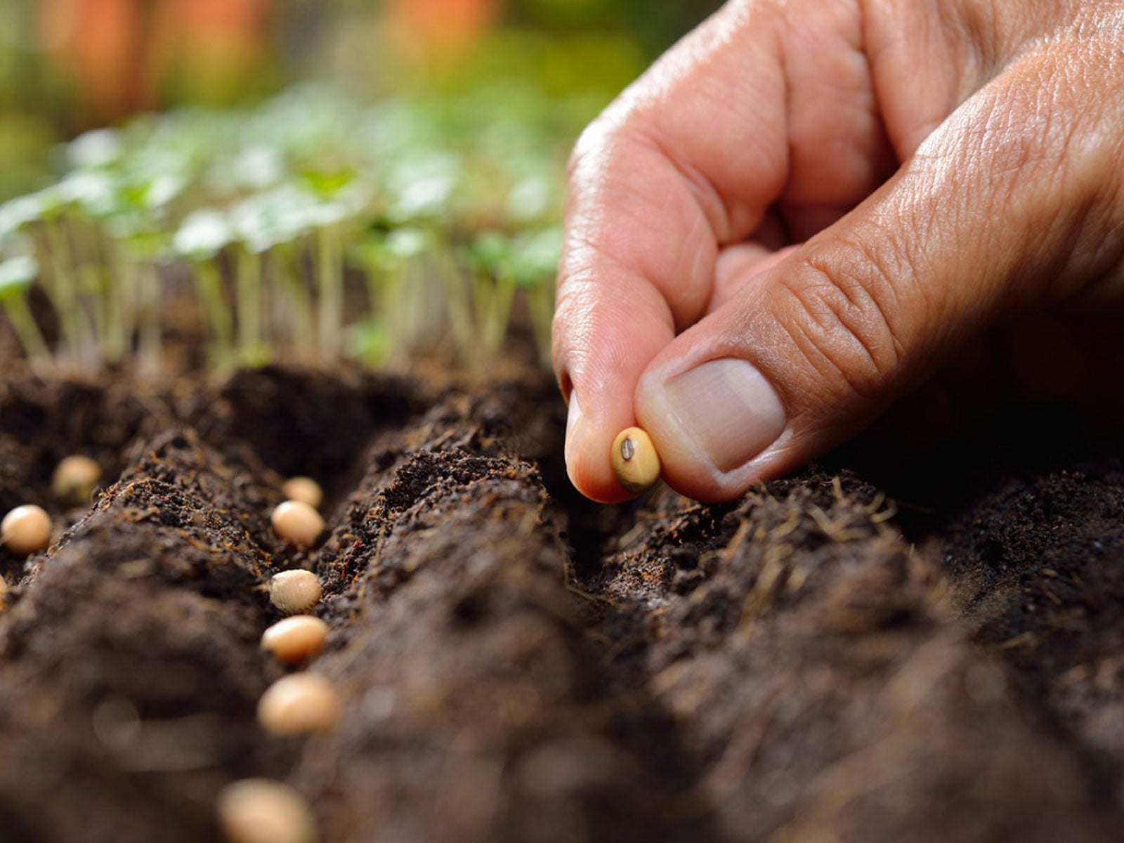 Seed Of Life Risk Of Rain 2