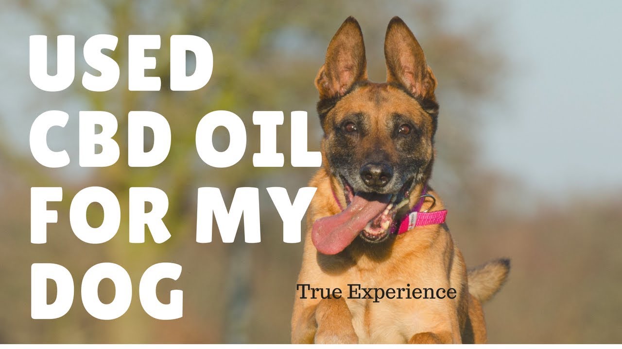 Asher House Cbd Oil For Dogs