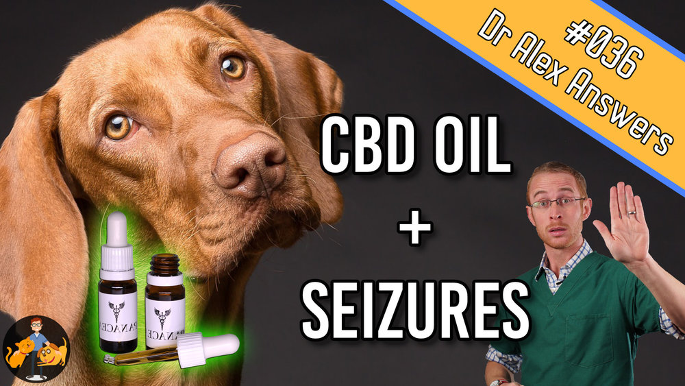 CBD Oil for Seizures in Dogs - the first thing to try? — Our Pet's Health - Cbd Oil For Seizures In Dogs