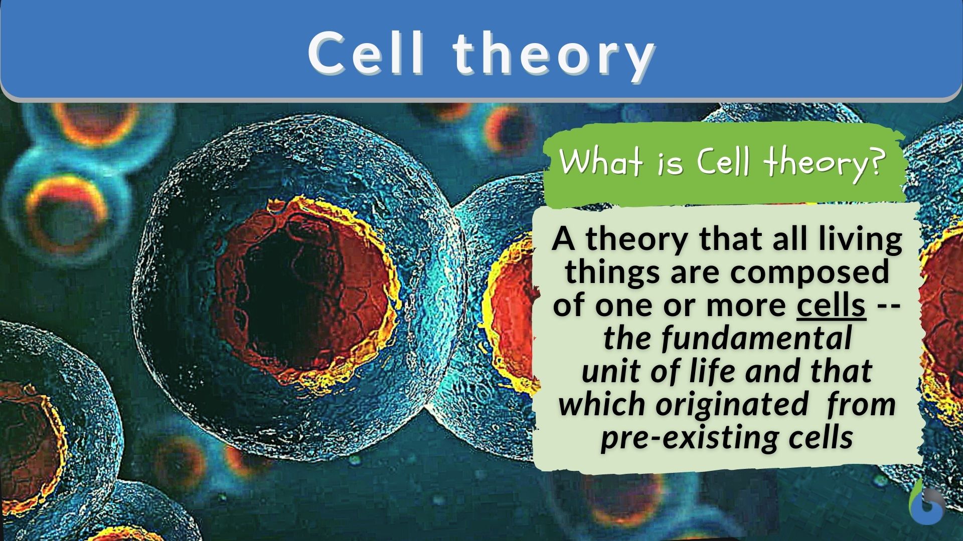 Cells A And F Show An Early