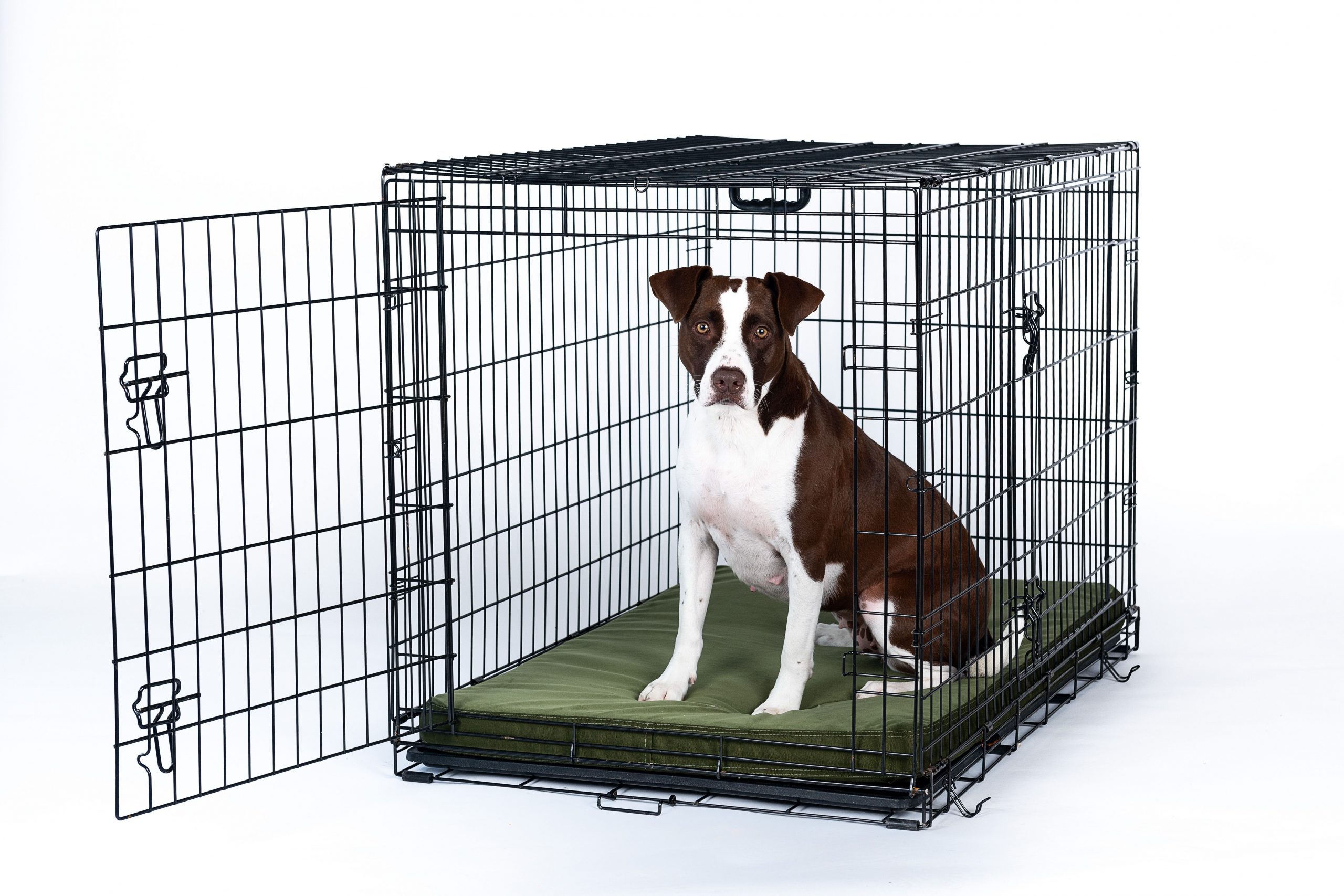 Dog Kennel Sizes | Bruin Blog - Crate Mat For Dogs That Chew