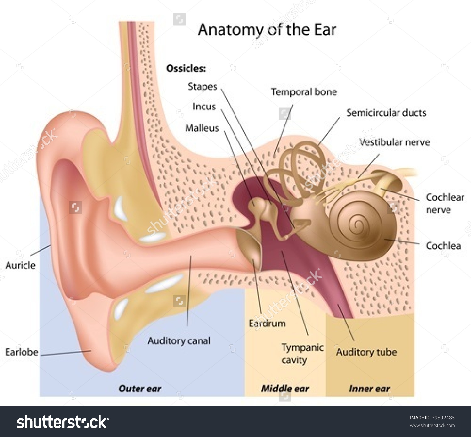 Ear Anatomy Not Labeled at James Kates blog - Ear On The Side Of Caution