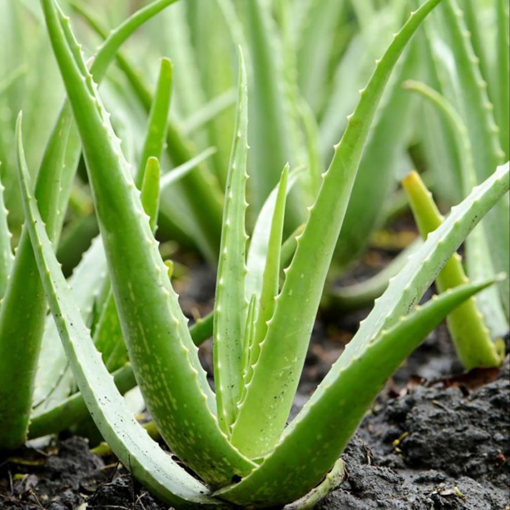 Fast Growth Green Aloe Vera Plant, For Medicine,Beauty at ₹ 170/plant - Aloe Vera Is Burning My Skin