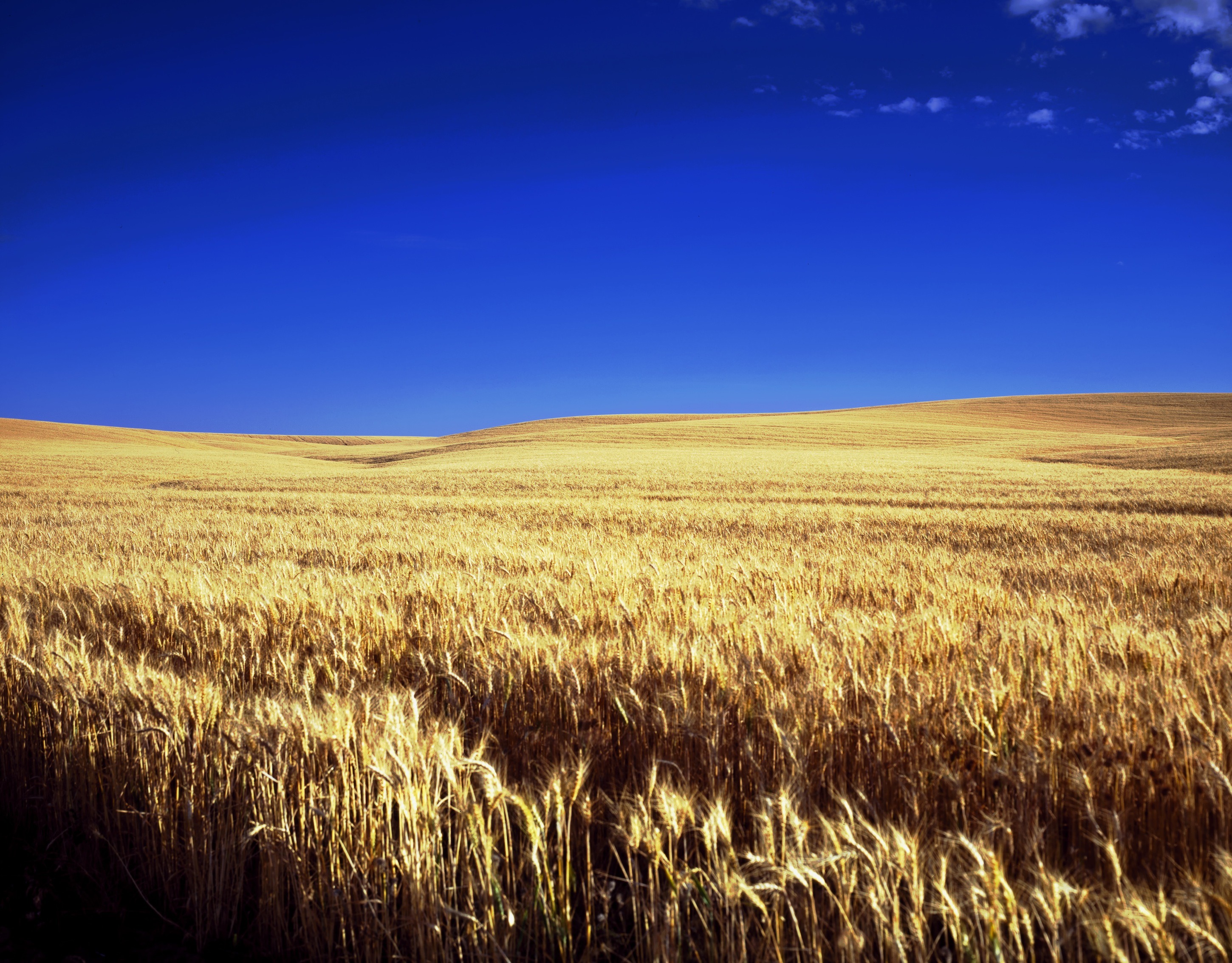 Free Images : horizon, sky, field, farm, wheat, prairie, sunlight - Field Of Dreams Ease His Pain
