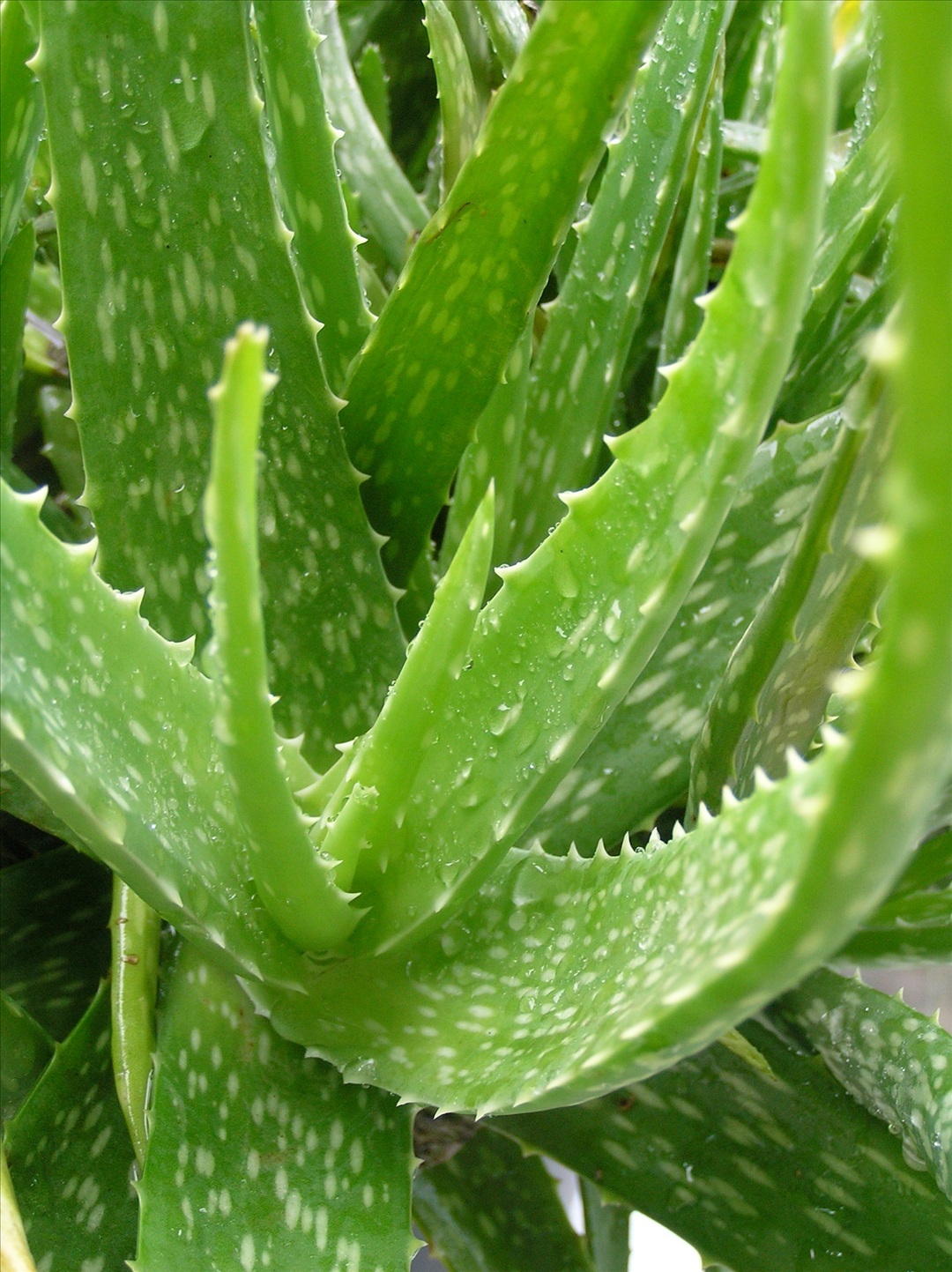Full Grown Aloe Vera Plant - Back Gardener - Aloe Vera Is Burning My Skin