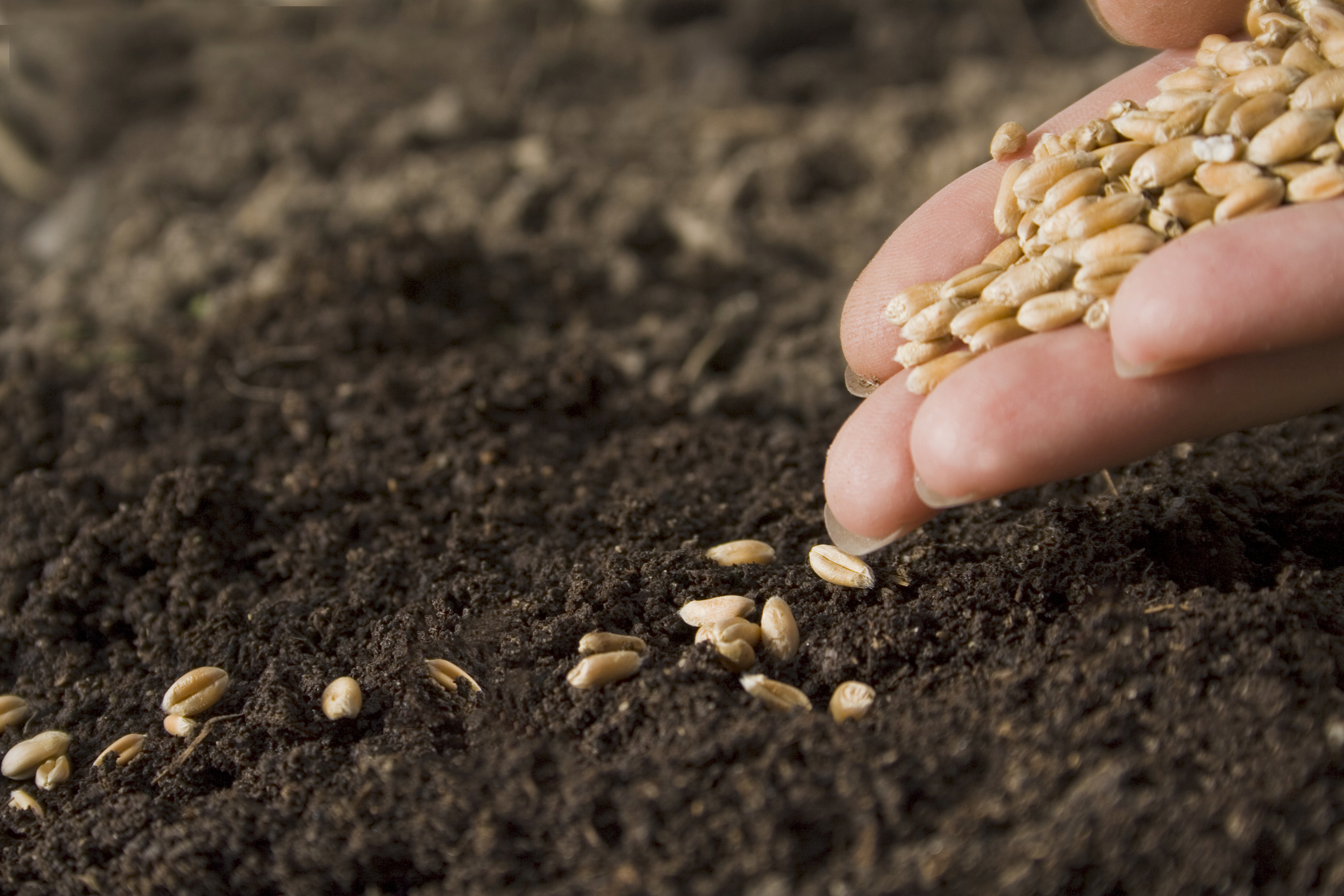 Garden Vegetable Seed Buying Guide | Healthy Ideas for Kids - Seed Of Life Risk Of Rain 2
