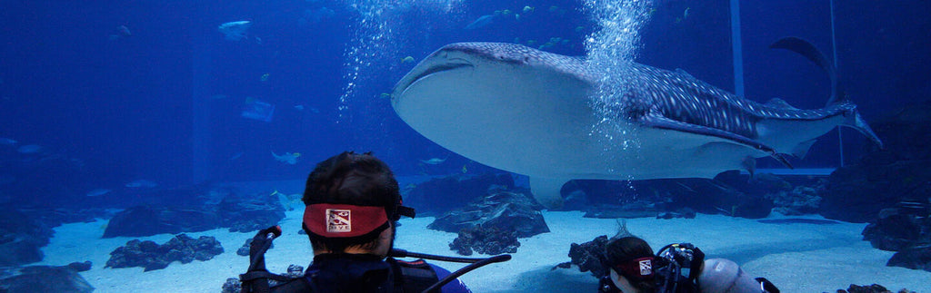 Georgia Aquarium Bag Policy: Security And Storage Info