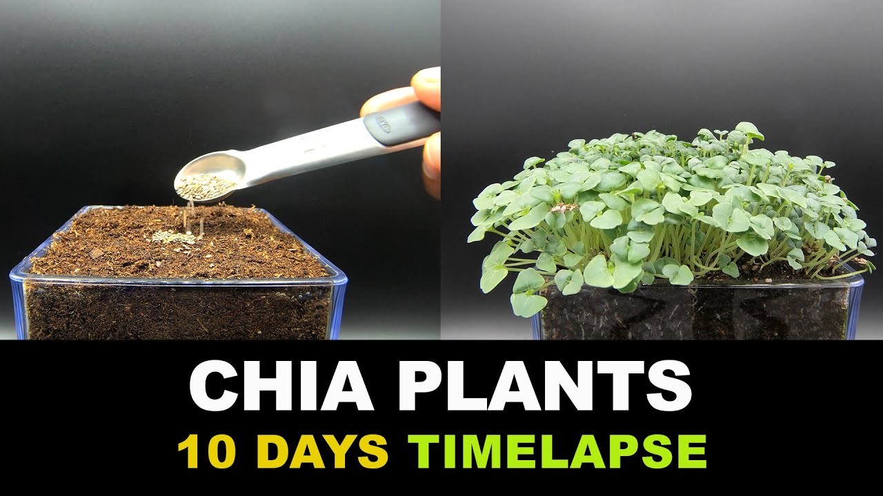 Growing Chia Seeds Indoors In 10 Days - Time Lapse - YouTube - Does Chia Seeds Break A Fast