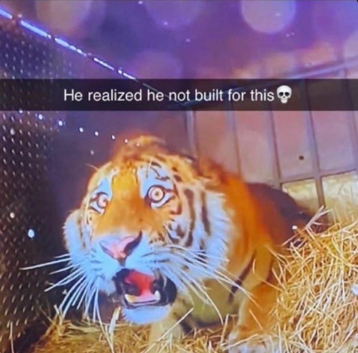 He Realized He Not Built For This | Shocked Tiger / He Realized He Not - He Not Built For This Meme