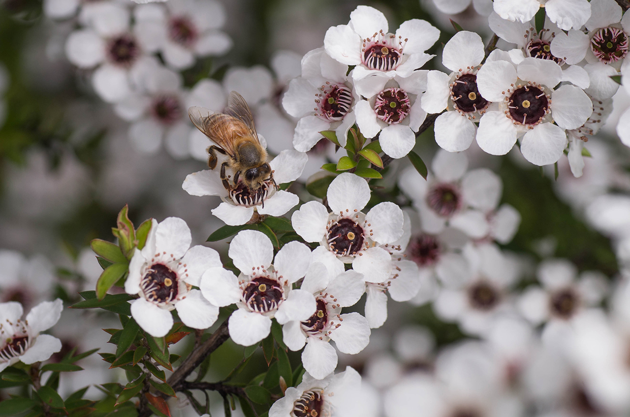 Manuka Honey How Much Per Day