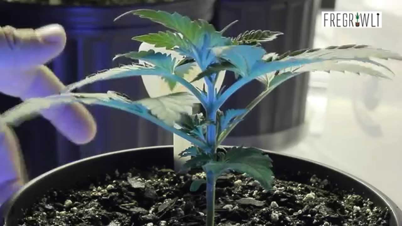 When To Top A Marijuana Plant
