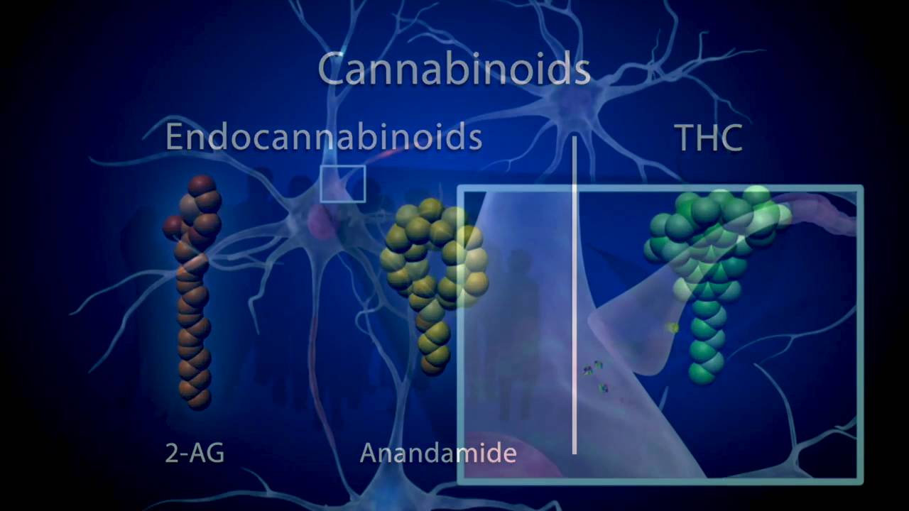 Will 5mg Of Thc Do Anything