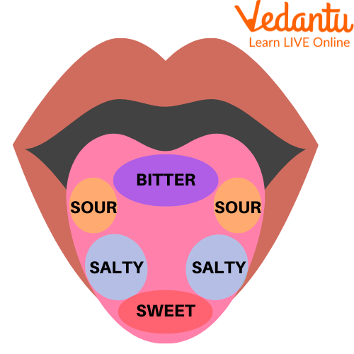 Human Tongue - Senses, Location of Taste Buds, and FAQs - Taste Of Thai On Blvd. Menu