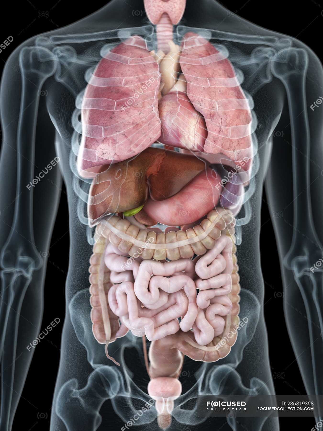 Illustration of internal organs in transparent male silhouette - Internal Rbc Near End Of Life