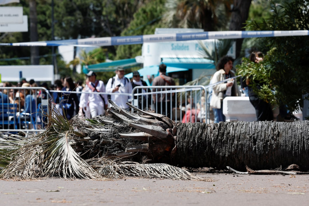 Japanese agent injured by falling palm tree at Cannes Film Festival - Hollywood Agent Injured By Falling Palm Tree At Cannes Film Festival