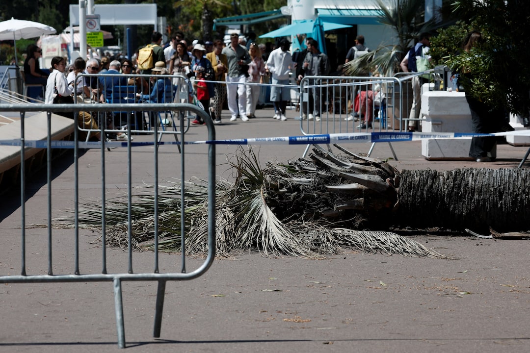 Japanese agent injured by falling palm tree at Cannes Film Festival - Hollywood Agent Injured By Falling Palm Tree At Cannes Film Festival