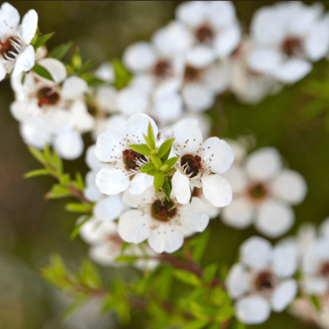 Mānuka - MyNativeForest - Manuka Honey How Much Per Day