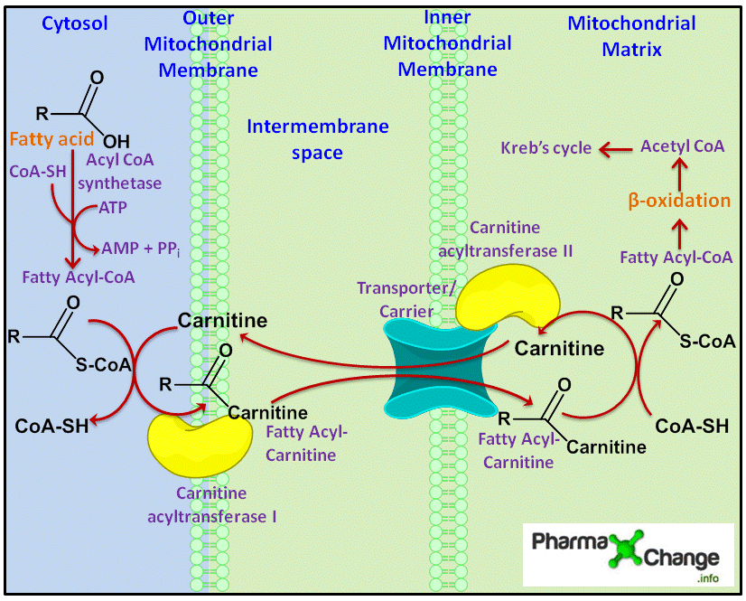 Pin on For Nutrition Nerds - Does L Carnitine Break A Fast