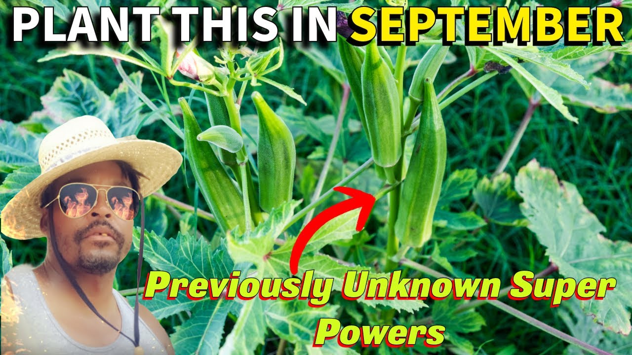 Plant This Vegetable In September For An Edible, Highly Medicinal Fall - Is 10mg A Lot For An Edible