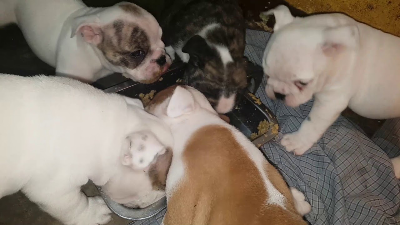 Puppies Eating Beef Pro Puppy Dog Food 2019 - YouTube - Next Level High Pro Dog Food