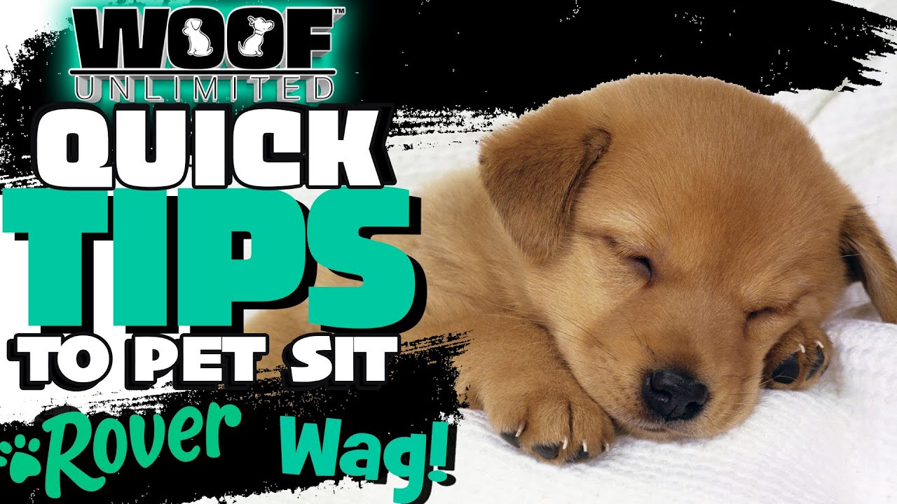 🐶 ROVER | WAG - QUICK TIPS FOR PET SITTERS 🐱 - YouTube - Wag Vs Rover For Pet Owners