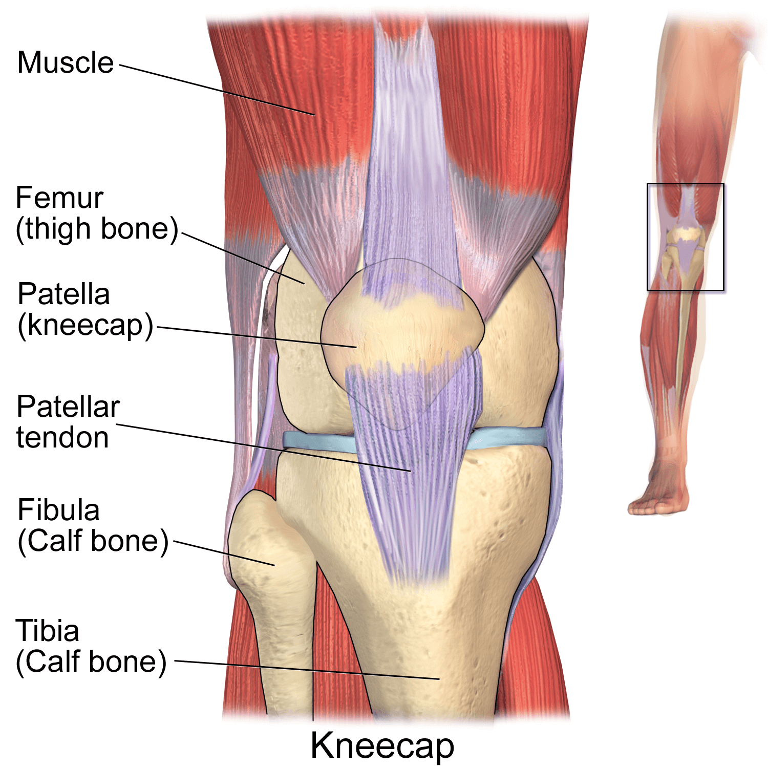 Runner's Knee Causes And Treatment | [𝗣]𝗥𝗲𝗵𝗮𝗯 | Knee - Knee Brace For Dogs Back Leg