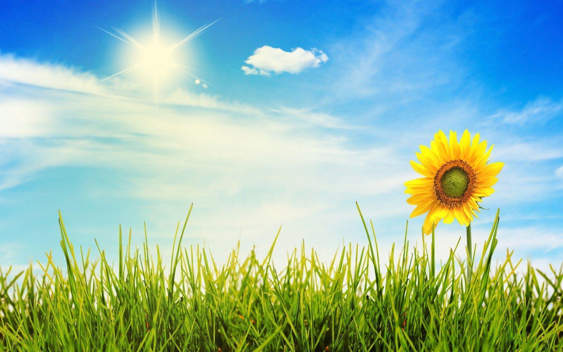 Sunny Day Wallpapers - Wallpaper Cave - Day In The Life Ux Designer