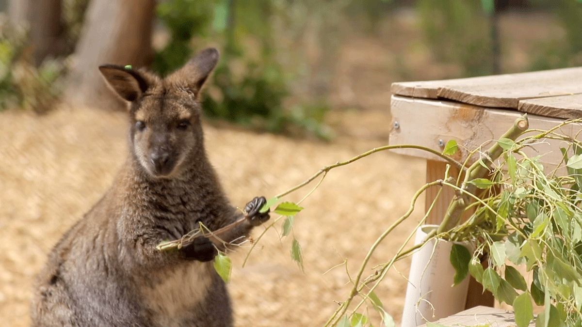The Denver Zoo’s new Australia habitat opens this week, mate - SZA’s Secret Love: Who’s The Man Behind The Music?