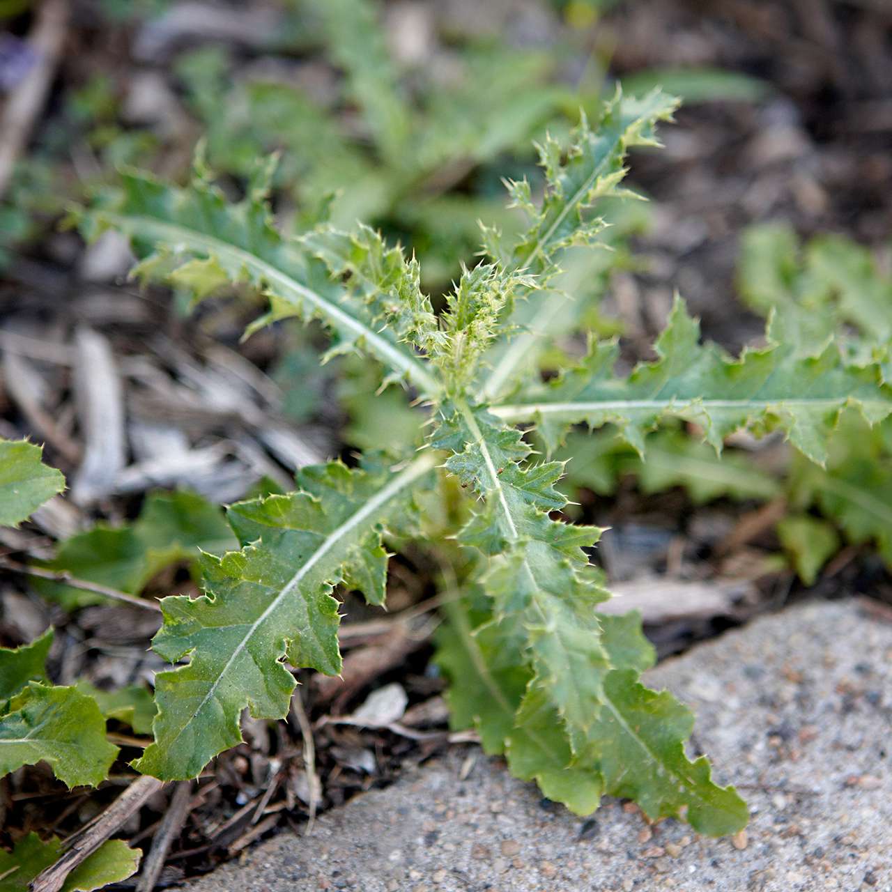 The Only Weedy Plant Identification Guide You'll Ever Need (2022) - Weed Eater 20 Inch Lawn Mower
