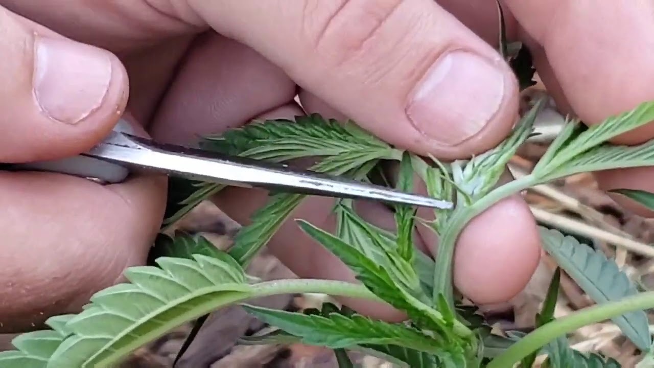 Topping your marijuana plants - YouTube - When To Top A Marijuana Plant