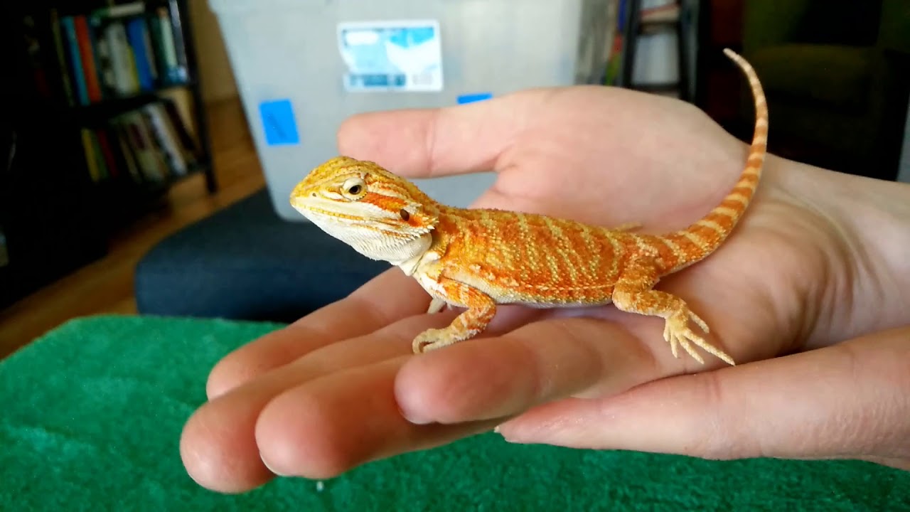 Unboxing baby bearded dragon! - YouTube - Should I Get A Bearded Dragon
