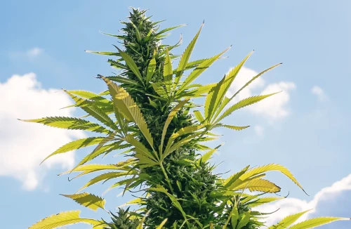 Weed Plant Height: How Tall Can Cannabis Really Grow? - WSE - How Big Does A Weed Plant Get