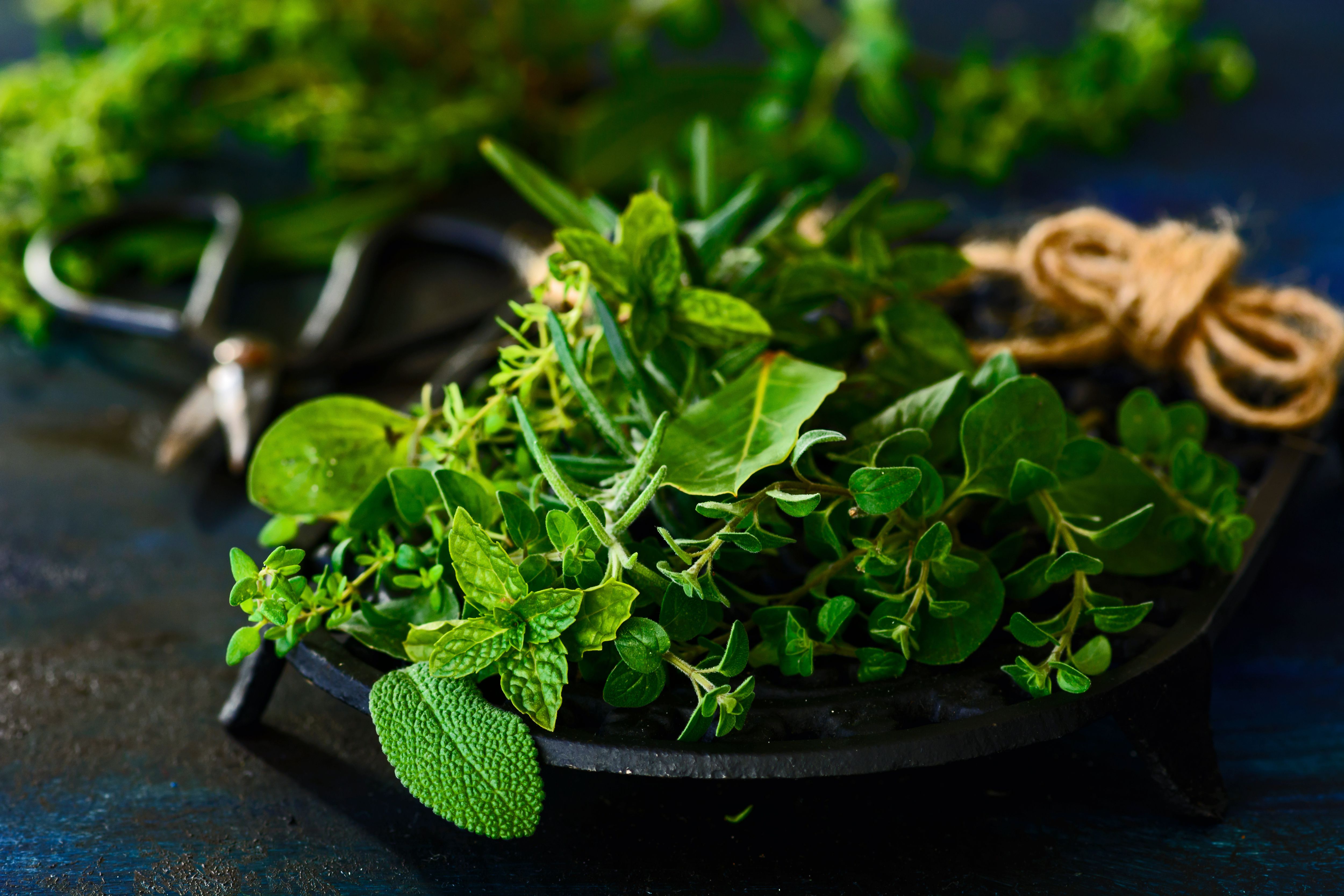 Herbs For The Service Of Man