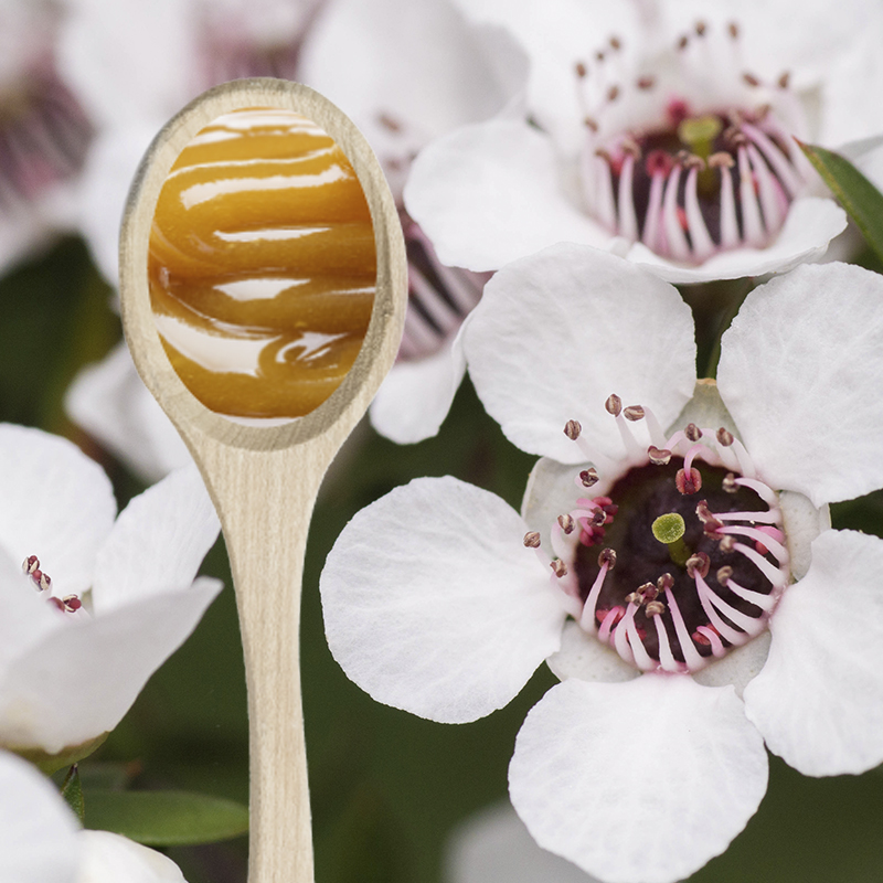 What are the purchasing criteria for Manuka Honey | HoneyGreen - Manuka Honey How Much Per Day