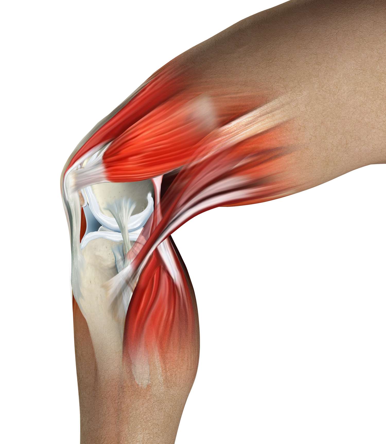 What Is Causing Your Knee Pain? - Knee Brace For Dogs Back Leg