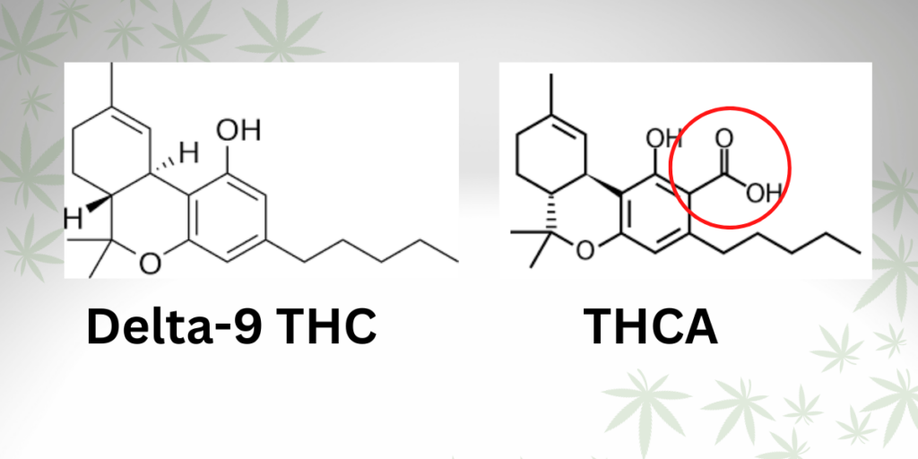 What is THCA? Difference Between THCA and THC Explained - Trusted Canna - Does Thca Convert To Delta 9