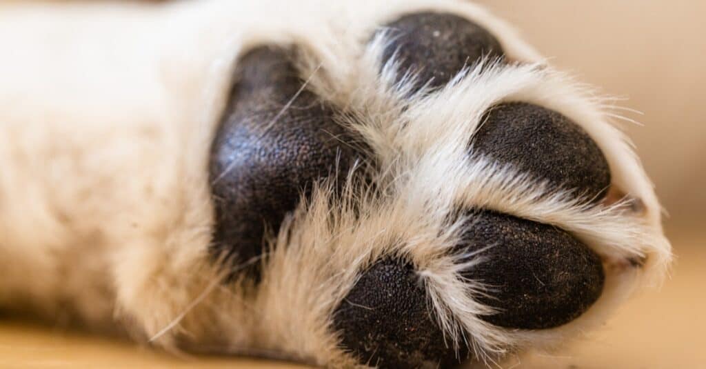 What to know about dogs paws? What to Know – KeepingDog - When Do Dog Paws Stop Growing
