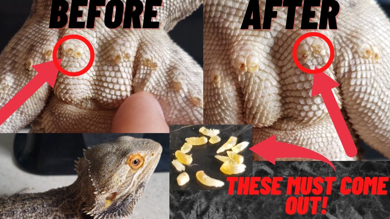 WHEN and HOW To Clean Male BEARDED DRAGON Pores! - YouTube - Should I Get A Bearded Dragon