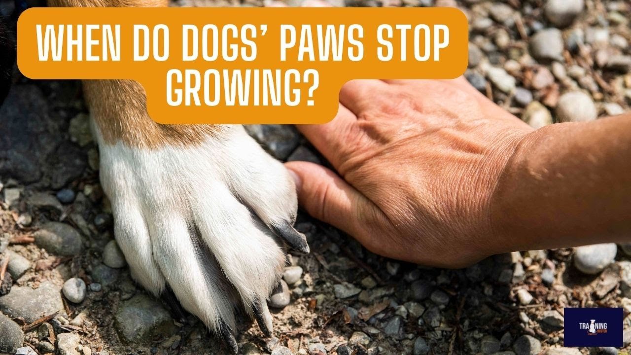 When Do Dog Paws Stop Growing